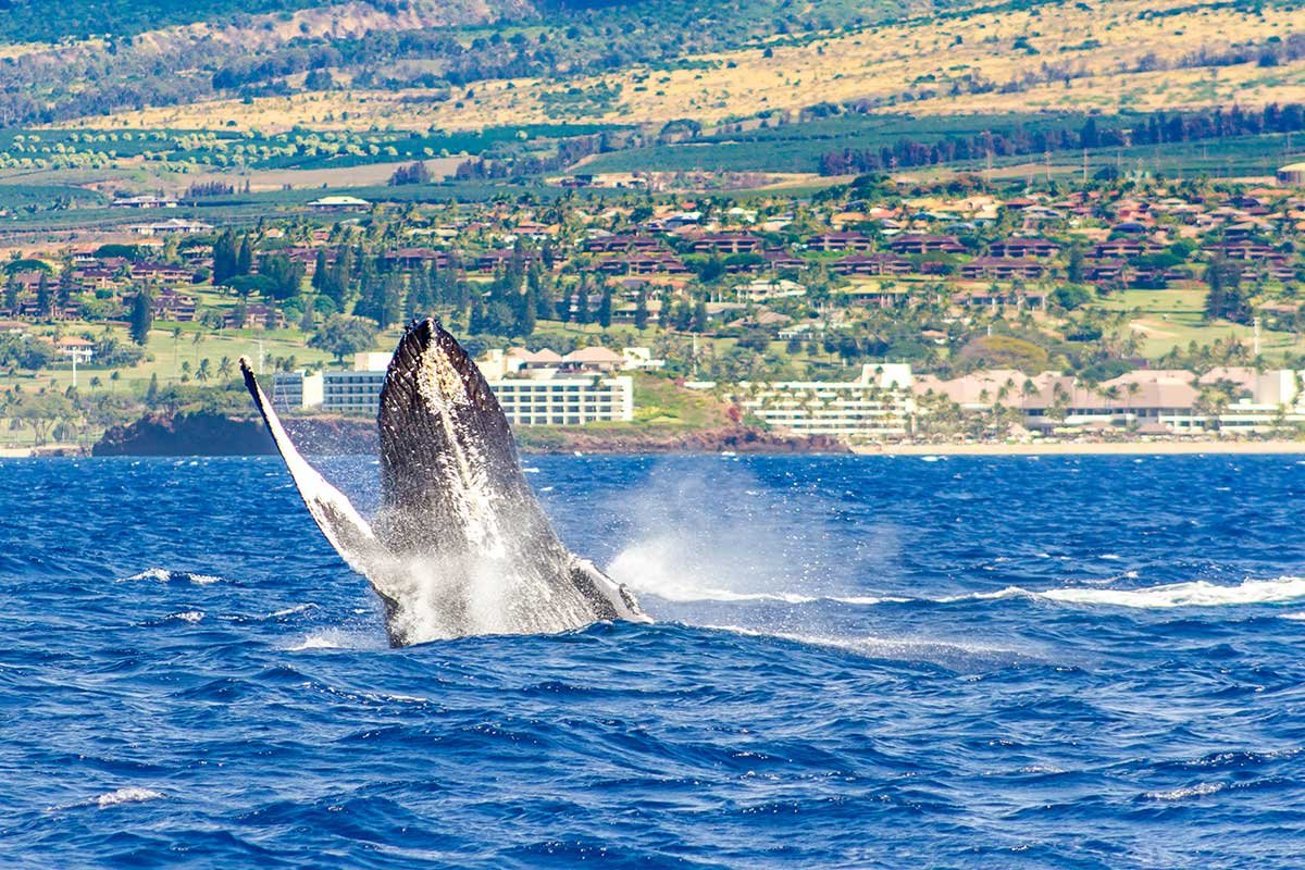 A humpback whale breaches off the Maui coast